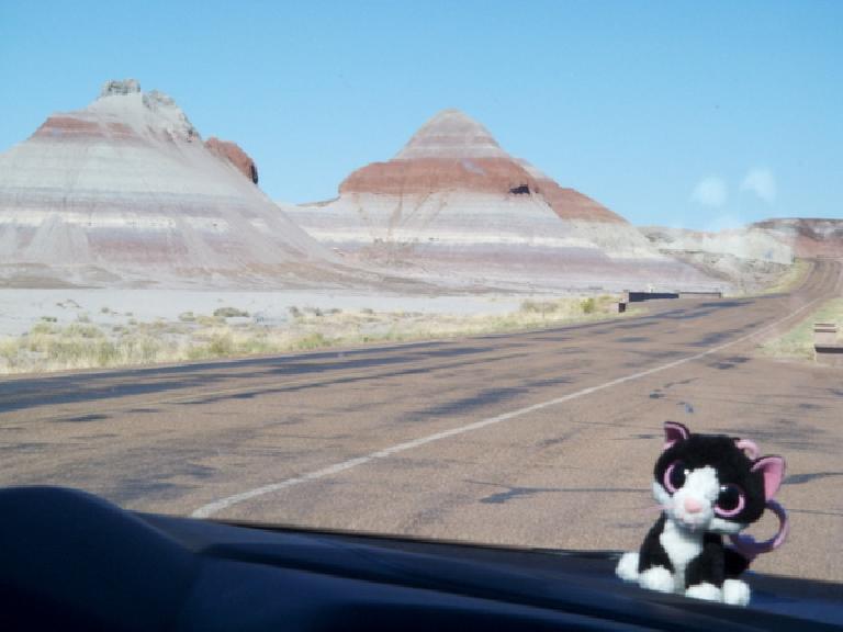 Our Asiatic Wildcat mascot in the Petrified Forest.