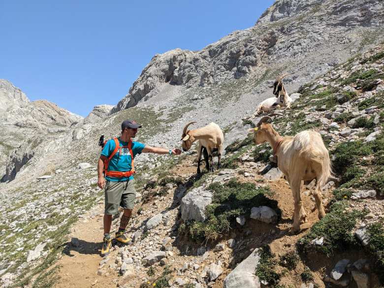 Mountain goats on the trail, with one of them inspecting Marcos' outstretched hand.