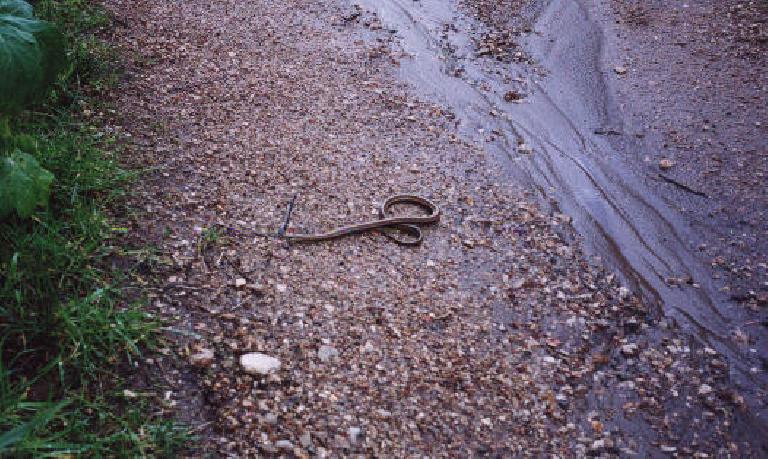 I saw lots of deer, birds, and even... a snake!