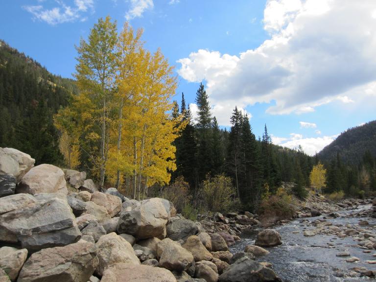 Aspens along the Poudre River, where we went in for a dip.