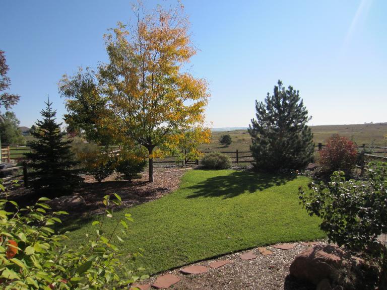 If my back yard was any indication, the fall colors in the Poudre Canyon were going to be great.