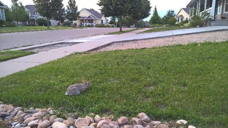 A bunny rabbit on one of my neighbor's lawn.