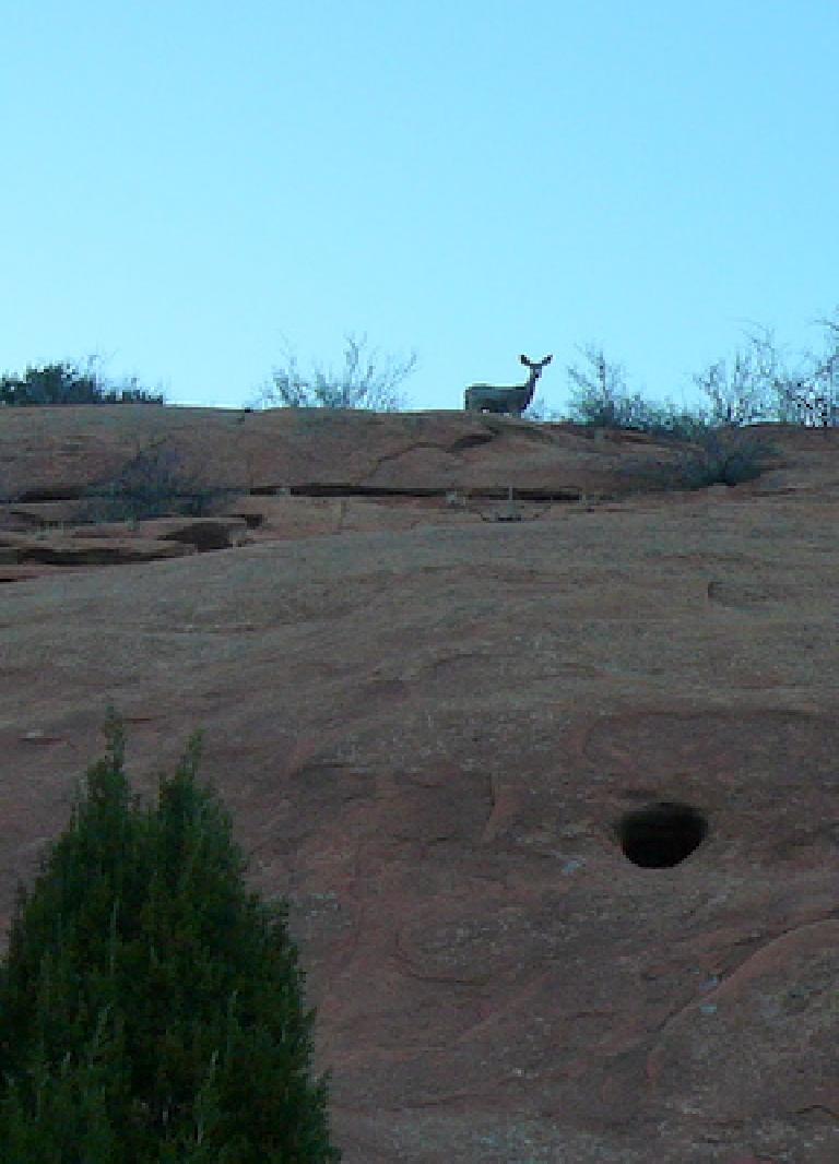How did this deer get to the top of Solar Slab?