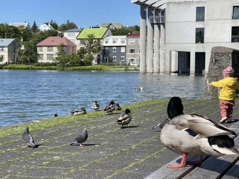 Ducks at Tjörnin (The Pond).