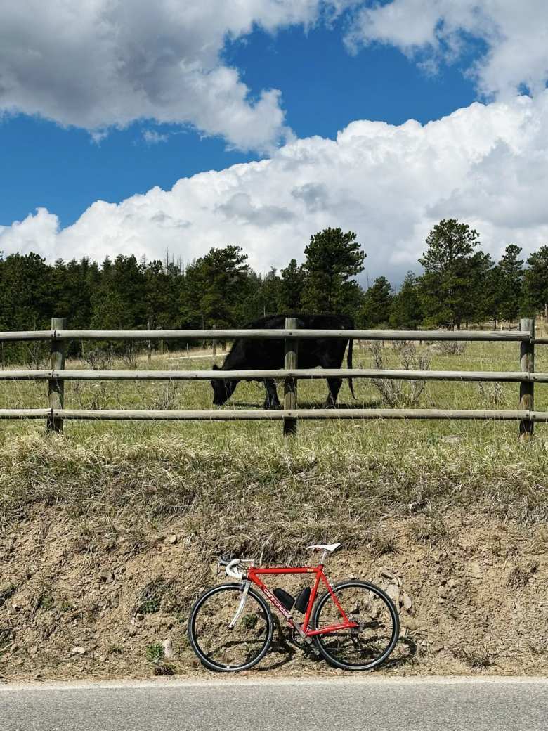 My red Cannondale R500 with a grazing cow.