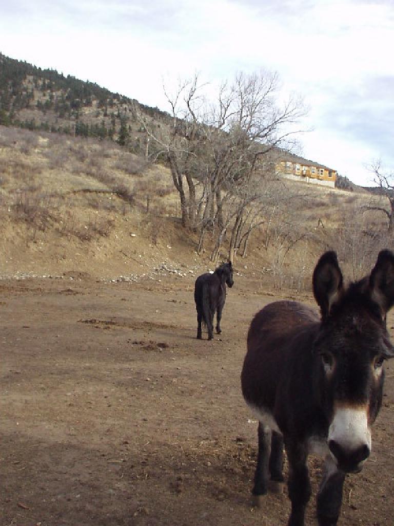 A donkey and a horse enjoy this beautiful spring-like late-December day.