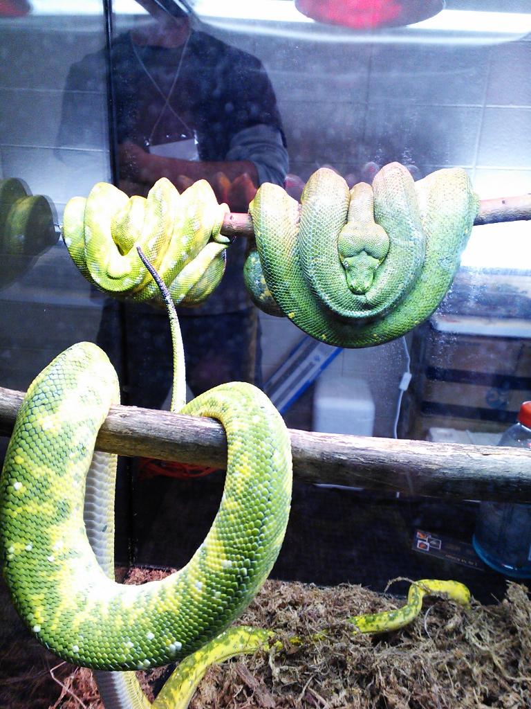 Green tree python.