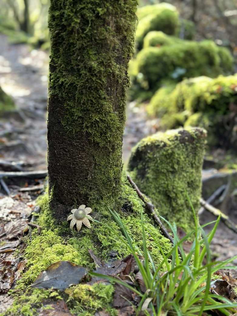 A small flower at the base of a moss-covered tree on the Ruta da Pedra e da Auga.