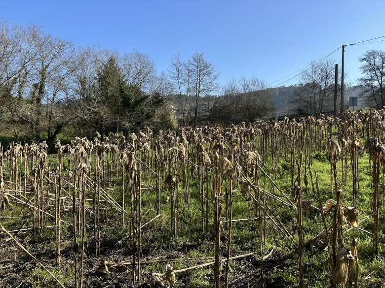 Out-of-season cornstalks at the end of the Ruta da Pedra e da Auga.