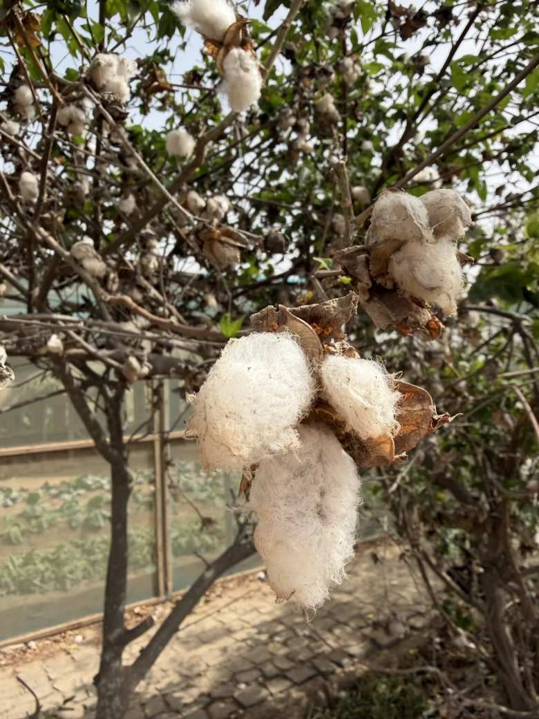 At Buracona there were cotton trees.