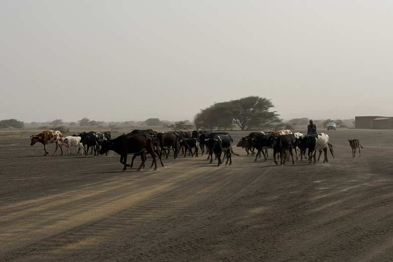 Our vehicle was blocked by this herd of cattle as we were driving inland from Buracona.