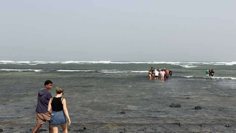 A local guide took us out into Lemon Shark Bay to see baby sharks.