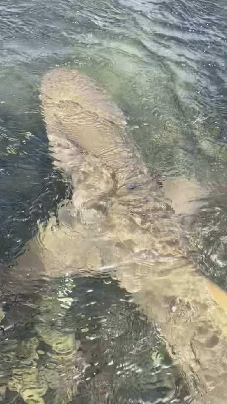 One of the many baby sharks we saw in Lemon Shark Bay.