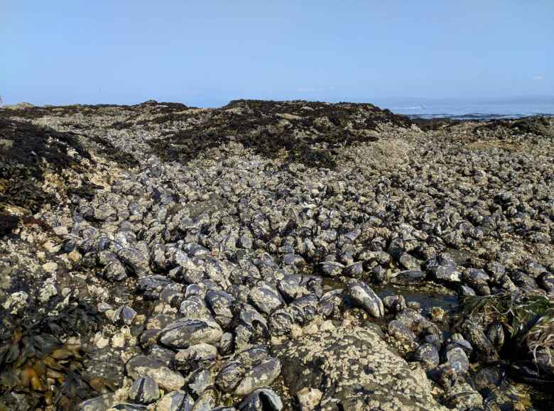 Mussels at Salt Creek County Park. Mussels at Salt Creek County Park.