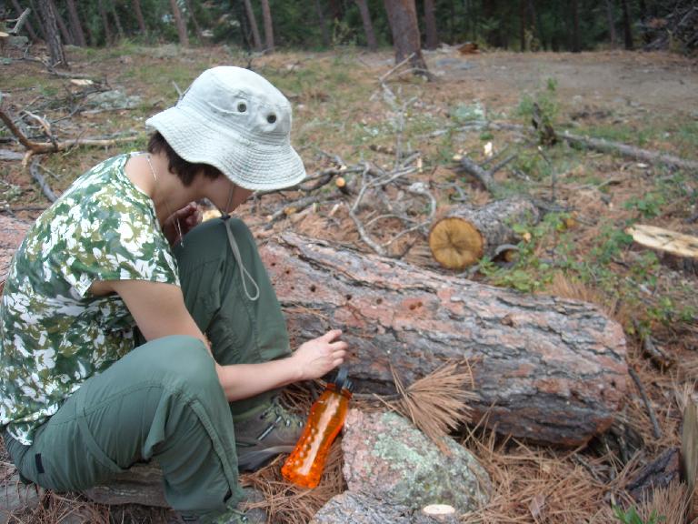 Sarah checks out some logs that had beetle kill.
