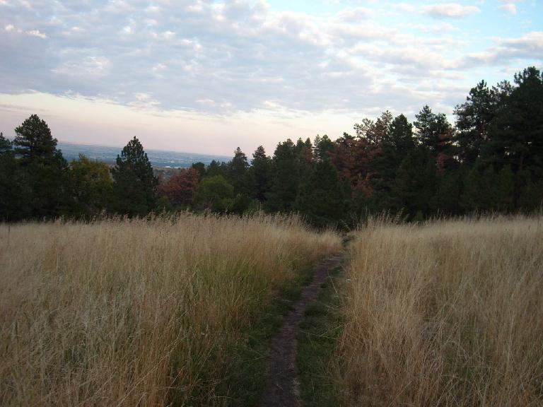 The trail going through a golden field of waist-high weeds.