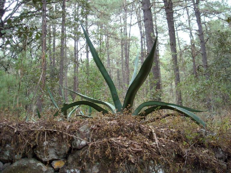 The maguey (or century plant) is used to make mezcal, a distilled alcoholic beverage native to Mexico.