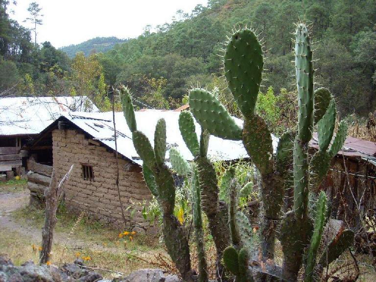 Cacti in front of a house.