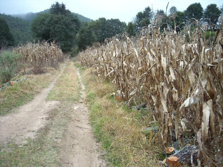 Fields de maiz (corn).
