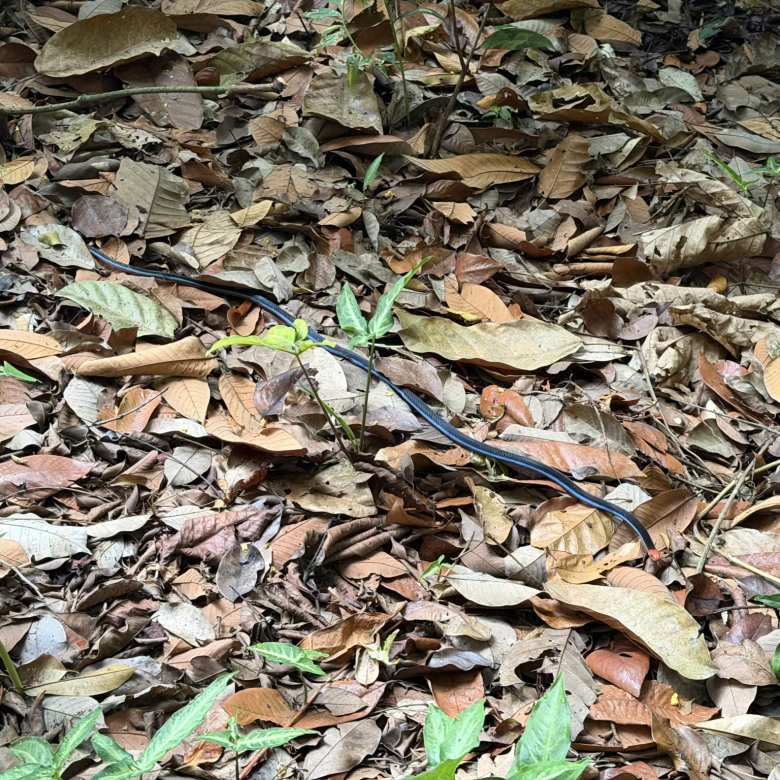 At Dairy Farm Nature Park, we encountered a blue corral snake. It was beautiful, but potentially lethal.