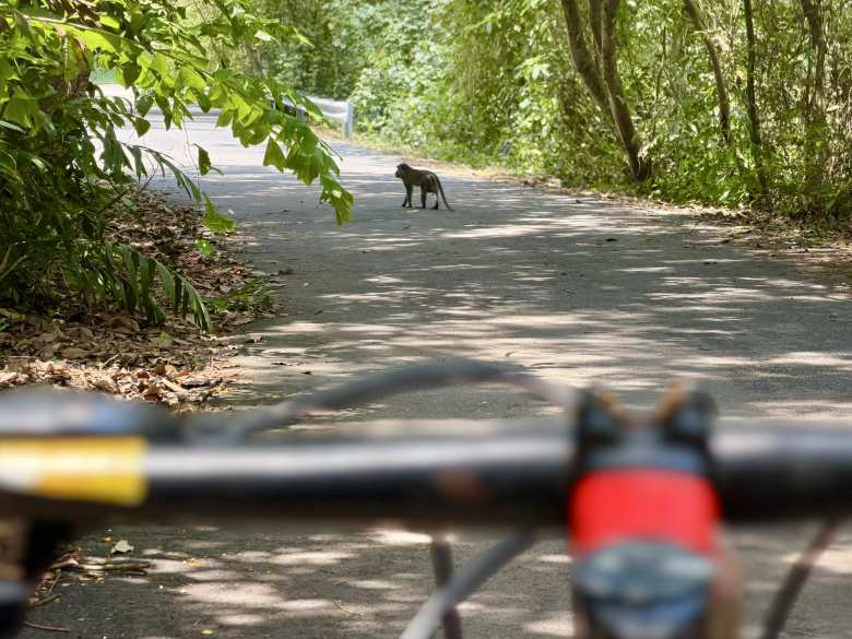 While cycling in Pulau Ubin, we encountered an animal on the road. It turned out to be a monkey.