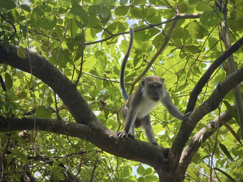 In fact, there were monkeys all around us, including this one in the trees.