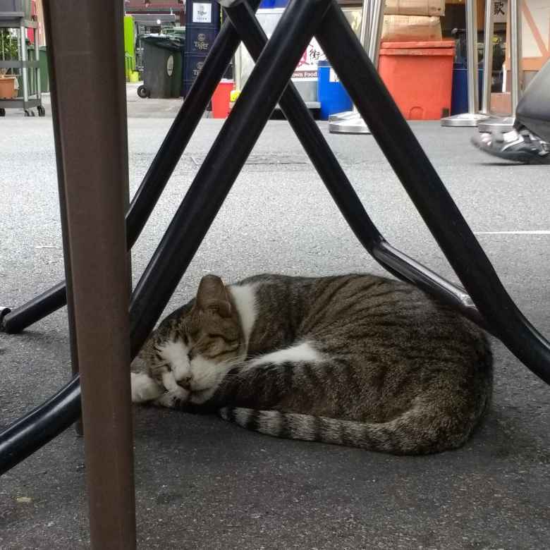 A cat in Singapore that looked very similar to my cat Tiger.