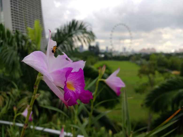 A purple flower with the Singapore Flyer---at one time the world's largest Ferris Wheel---in the background.
