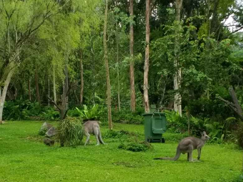 Kangaroos at the Singapore Zoo.