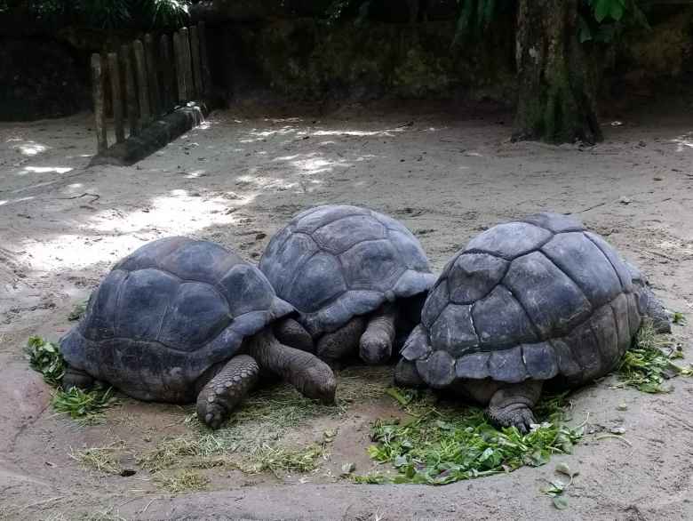 Three giant tortoises at the Singapore Zoo.