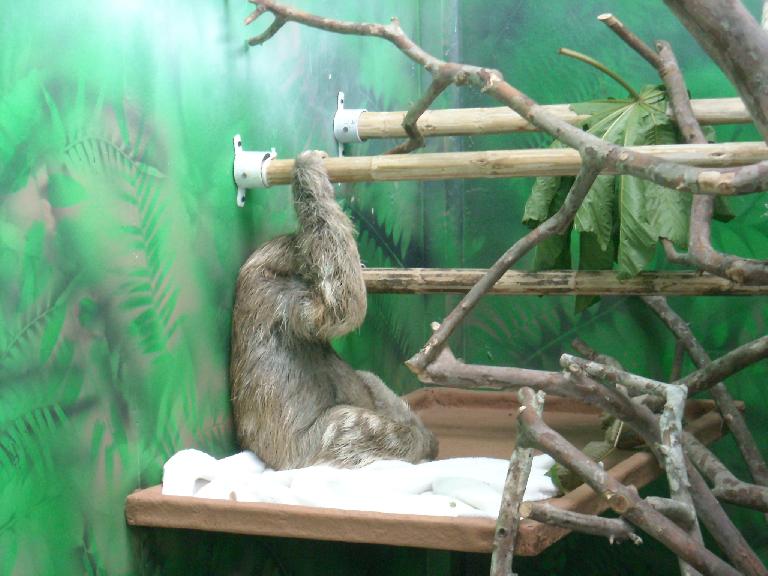 An adult sloth inside the Sloth Sanctuary.