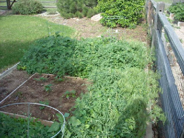 All the weeds that grew in the garden plot despite solarization.  The dirt section is where we already pulled the weeds minutes before I took this photo.