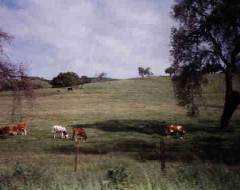 cows near Solvang, 1998 Solvang Double Century