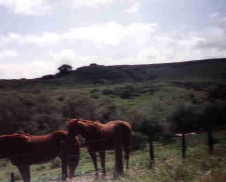 cows near Solvang, 1998 Solvang Double Century