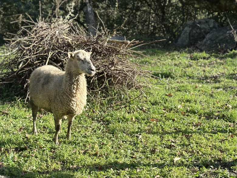 A happy sheep.