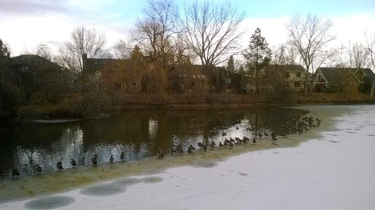 Ducks on the partially frozen Spring Creek in Fort Collins, Colorado.