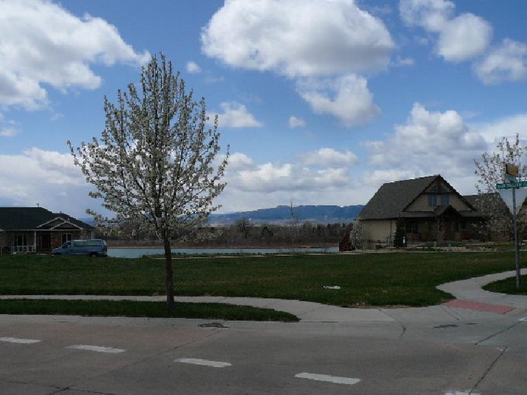 tree with white blossoms in front of grassy field with Richards Lake, big house, and foothills in the background