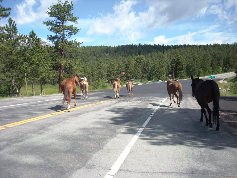 [Mile 95, 9:38 a.m.] I was nearly taken out by these horses crossing the road.