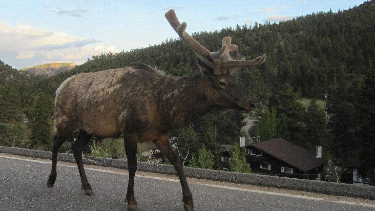 Large elk on highway in Rocky Mountain Park.