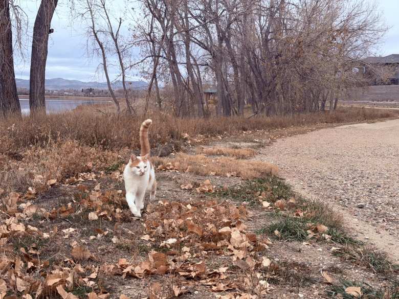 I encountered this very friendly neighborhood cat on the jog back home.