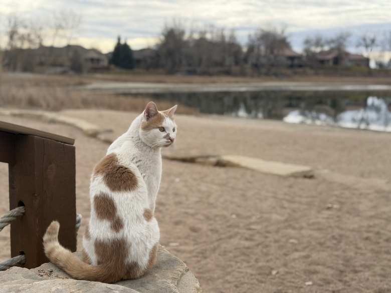 The cat looks around at Richards Lake.