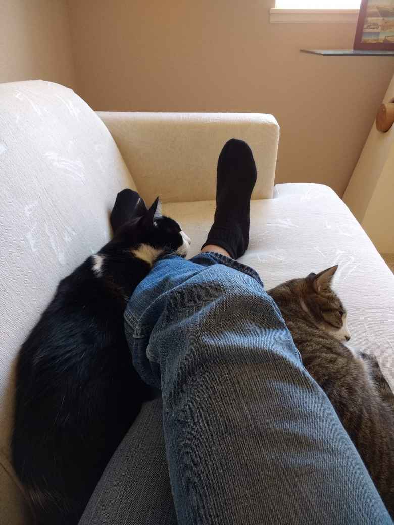Oreo and Tiger taking an afternoon nap on the couch with me.