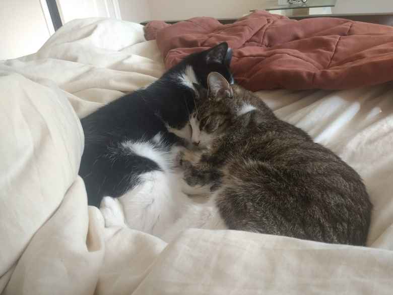 Tiger cuddling with Oreo and me only six days before Tiger passed away. She was a sweet cat all the way to the end.