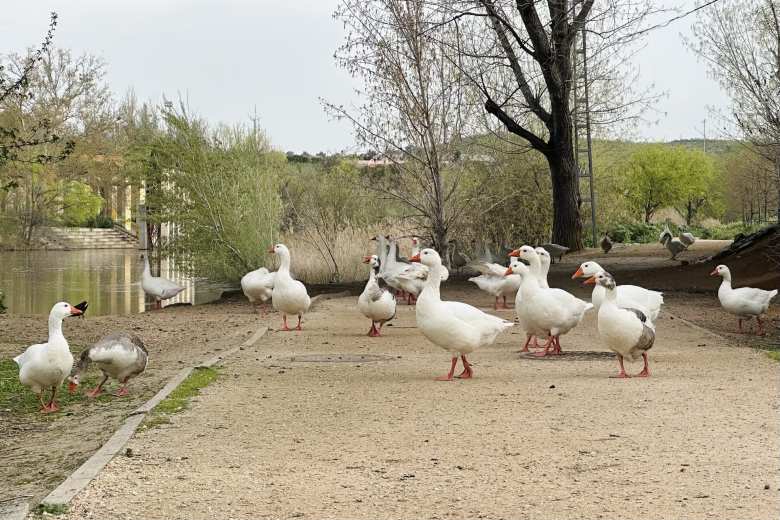 There were so many white geese blocking me while I was running on a recreation trail by the Río Tajo one morning.