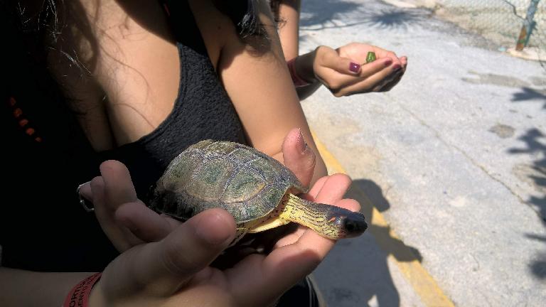 Carolina holding a baby turtle.