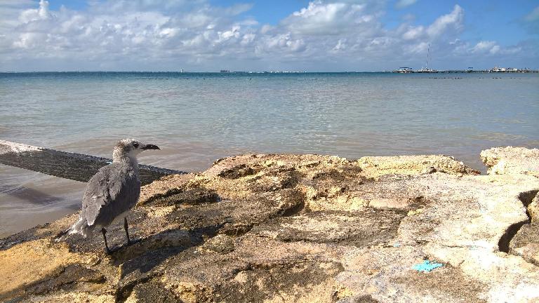 bird overlooking sea in Isla Mujeres