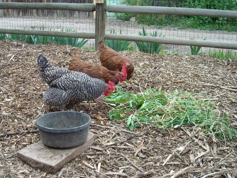 The chickens even ate the weeds!