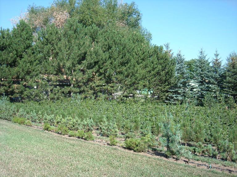 Lots of bristlecone pine---the specialty of Kirk of LaPorte Avenue Nursery.