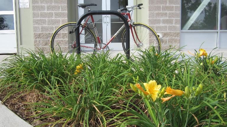 Flowers in front of a Colnago.