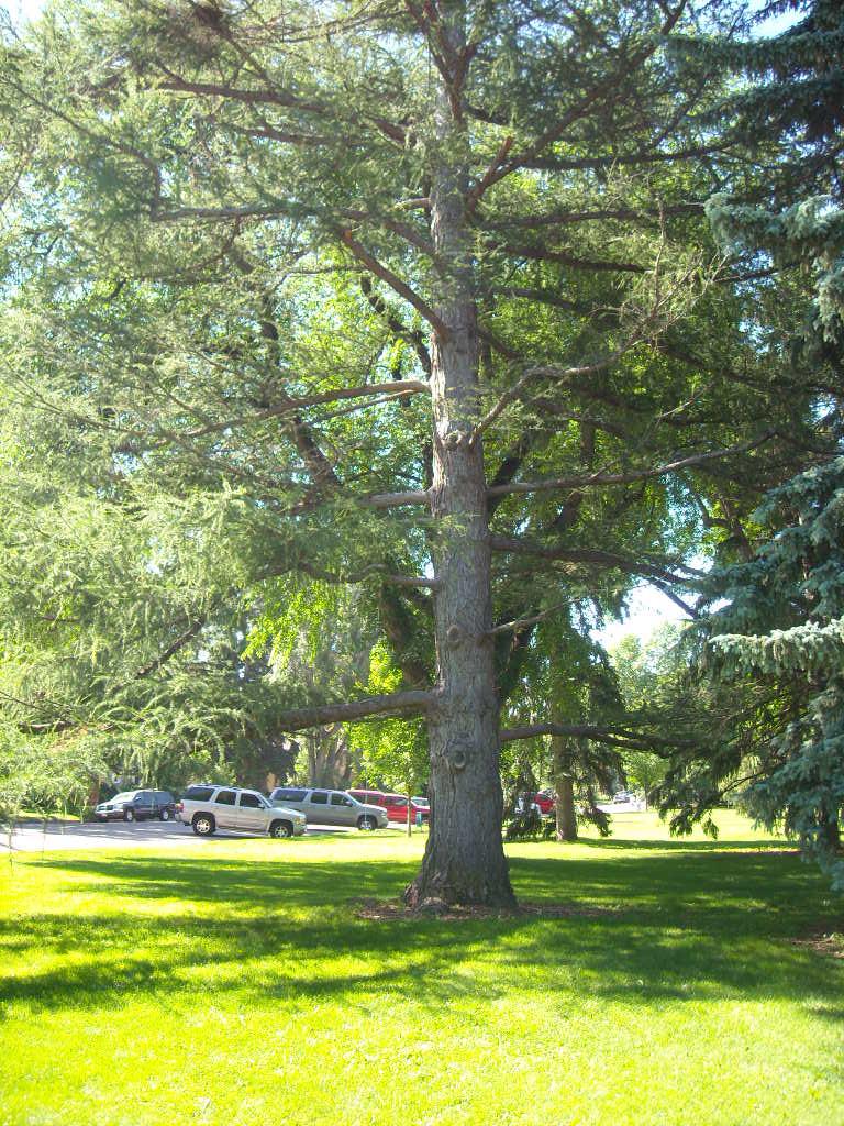 This is a European Larch in City Park, at the corner of Oak St. and Jackson Ave. in Fort Collins.
